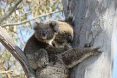 Wine and Wildlife Discovery