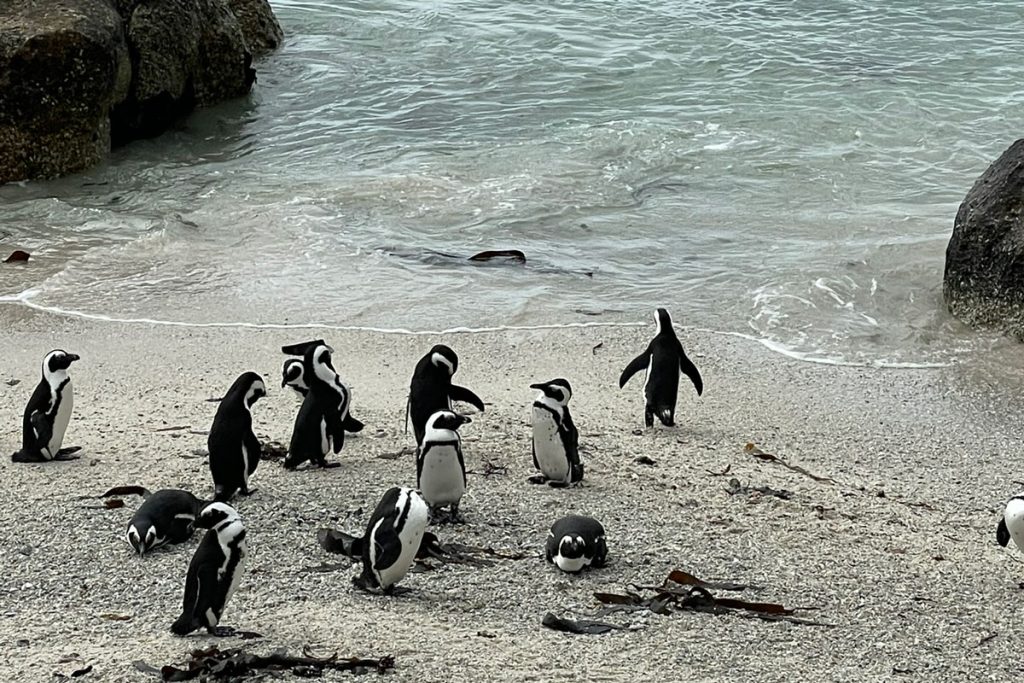 penguins at Boulder's Beach in Cape Town, South Africa