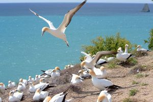gannet colony at Cape Kidnappers, New Zealand